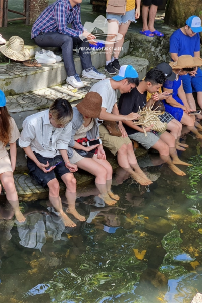 Fish Foot Massage on Viet Hai Village, also known as fish spa treatment that has grown in popularity over recent years, has become one of the must-try activities among visitors to Viet Hai, an island commune off Cat Hai District in Hai Phong City, northern Vietnam as the service offers them a fun and rewarding experience.